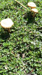 Чабрец и грибы Чабрец и грибы